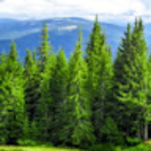 Meet your Posher, Greta